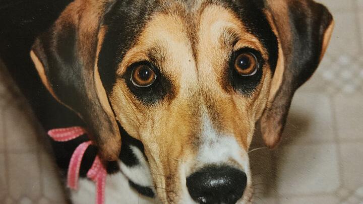 Picture Your Pet 2025 photo contest (Part 2)